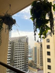een plant hangend aan een raam met uitzicht op een stad bij sparkle view in Dubai