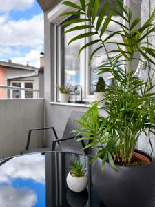 ein Paar Pflanzen auf einem Tisch auf einem Balkon in der Unterkunft Stan u centar in Pirot