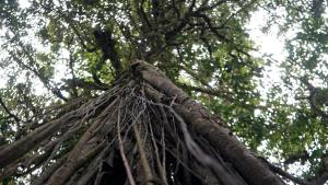 a tree with its branches and roots at Bosque de Oro in Apía