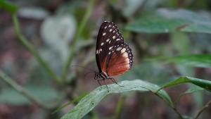 a butterfly is sitting on a green leaf at Bosque de Oro in Apía