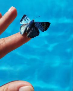 a person holding a butterfly on a finger at Quinta Cáceres in Santa Ana