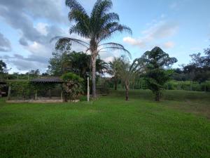 a palm tree in the middle of a green field at Casa Amarela Hostel in Barão de Cocais