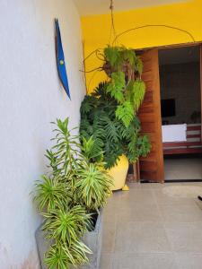 eine Gruppe von Topfpflanzen an der Seite eines Gebäudes in der Unterkunft Casa Meu Cantinho in Barra de São Miguel