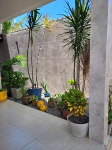 un groupe de palmiers et de plantes dans une cour dans l'établissement Casa Meu Cantinho, à Barra de São Miguel
