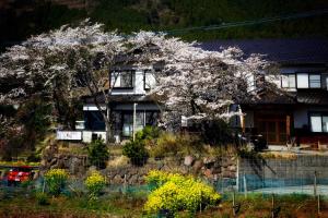 a house with a flowering tree in front of it at 湯布院我楽珍民泊Yufuin Garakuchin in Yufuin