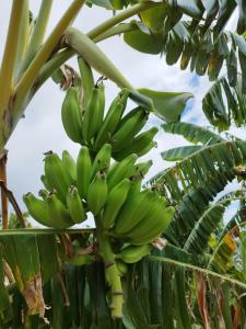 Billede fra billedgalleriet på Kaz à Marga i Bouillante