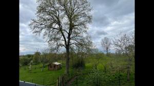 Ein Baum auf einem Feld mit einem Zaun und einem Haus in der Unterkunft Maison 21 in Zutzendorf