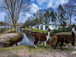 two llamas standing next to a river at Chalet by the Pond with Modern Comfort in De Bult +29 photos
