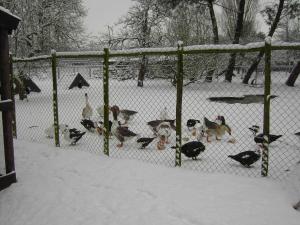 een groep honden die achter een hek in de sneeuw lopen bij Cozy Holiday Home in Bergen op Zoom with Garden in Bergen op Zoom