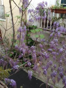 a bunch of purple wisterias growing on a wall at La belle des Remparts in Sérignan