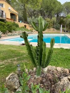 un cactus verde en un patio con piscina en Chambres d'hôtes de charme La Joséline, en Flayosc