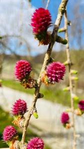 Une bande de fleurs roses sur une branche d'arbre dans l'établissement ESCAPE, à Zăbala