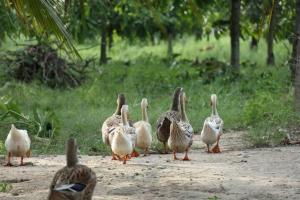 un groupe de canards se promenant sur un chemin de terre dans l'établissement Family home with hydromassage pool & fun activities, à Žminj