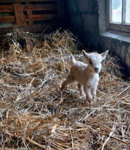 a baby lamb standing on hay in a barn at L'immortel spa 2 in Cauchy-à-la-Tour