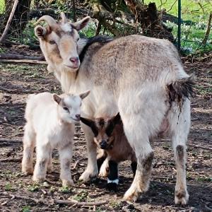 a goat and two baby goats standing in a field at L'immortel spa 2 in Cauchy-à-la-Tour