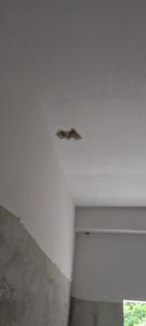 Ravan Holiday Inn في ترينكومالي: وجود طائر جالس فوق جدار أبيض