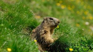 Altri animali domestici presso l'aparthotel o nei dintorni