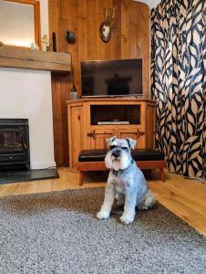 a small dog sitting in a living room with a tv at Pitcaithly Cottage in Abernethy