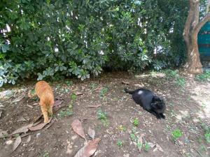 Domácí mazlíčci ubytovaní s hosty v ubytování IL GIARDINO DI ZEUS + 1 fotografie