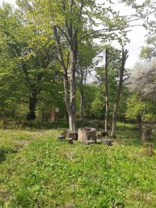 un tronco d'albero in mezzo a un campo alberato di Lost In Nature! Dream House in Dilijan National Park! a Dilijan