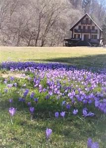 un campo de flores púrpuras delante de una casa en Cabana Satic Piatra Craiului La Doi viermi, en Sătic