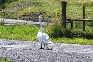 バリーナモアにあるWaterfront Lodges - South Cabinの道端に立つ白鳥