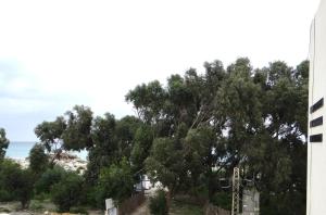 un grand arbre devant un bâtiment dans l'établissement Residence Sterne, à Ḩammām al Ghazzāz