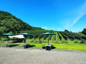 a group of tables and umbrellas in front of a vineyard at Domaine Bless in Niki