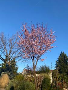 a tree with pink flowers in front of a blue sky at Ferienwohnung Herrmann Pottenhofen in Pottenhofen
