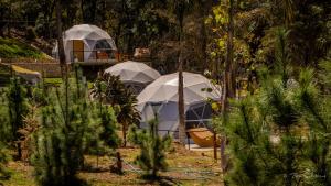 two domes in a forest with trees and plants at Hotel Glamping & Restaurant Fuerza Ancestral in Tlalmanalco de Velázquez