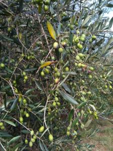 Foto dalla galleria di Agriturismo Caruggiu di via vecchia a Orco Feglino