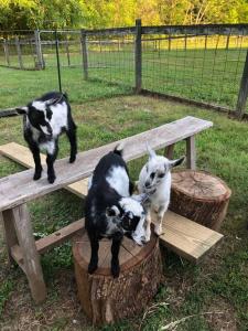 Φωτογραφία από το άλμπουμ του The Poet's House, Luxury and Solitude on 100 acres σε Lewisville