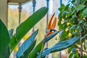 a flower on a plant with leaves at Casita Bonita - with private garden near beach in Jávea in Jávea