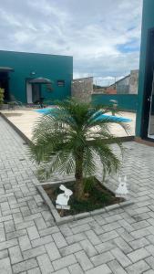 a palm tree in a courtyard next to a building at Pousada José Marineli in São Francisco do Sul