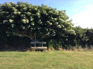 Garður fyrir utan Deeside Manor