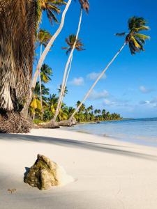 uma rocha numa praia com palmeiras e o oceano em Saona Típica B&B em Mano Juan