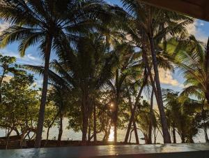 een groep palmbomen op het strand bij Putuo eco-lodge 