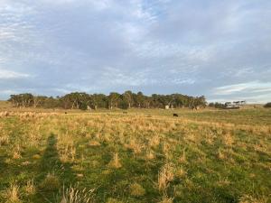 un prato con animali in lontananza di Hayshed Cabins - Merigan Farm Stay a Tarago