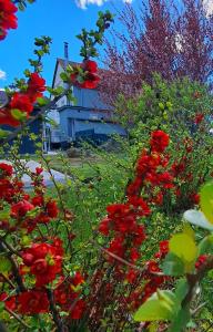 un grupo de flores rojas delante de un edificio en Pensiunea Diamant, en Ghimbav