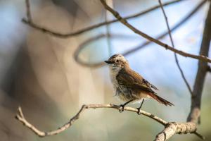 a small bird sitting on a tree branch at StayVista at Padam Hill- Pet Friendly Villa with Garden in Kasauli