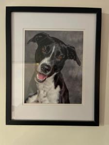 a picture of a black and white dog in a frame at Kaiapoi Village Deluxe Room with En-Suite Bathroom in Kaiapoi
