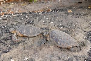 Altri animali domestici presso l'appartamento o nei dintorni