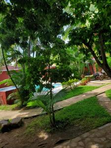 a small tree in the middle of a park at Bungalow Chez Mouch Nosy Be 6 in Nosy Be