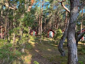 a forest of trees with two barns in the background at Ninase Puhkemajad in Tagaranna