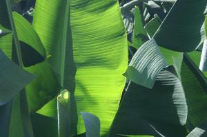 a green plant with lots of green leaves at Vivienda Vacacional Cuenca de Liria in Hermigua