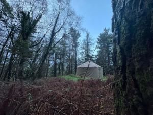 una tenda in mezzo a una foresta di Sweet Hill Eco Fort a Exeter