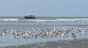 a flock of birds on the beach with a boat at Appartement face mer in Quend