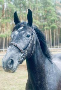 Zvieratá na farme alebo blízkom okolí