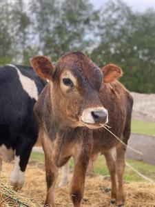 Zvieratá na farme alebo blízkom okolí