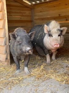 Zvieratá na farme alebo blízkom okolí